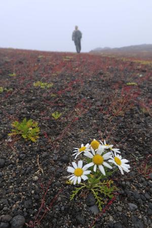 Surtsey, þokuloft.